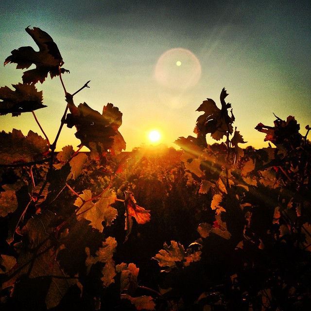 Sunset over the vines