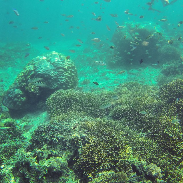 Fish tank ? Gili Islands