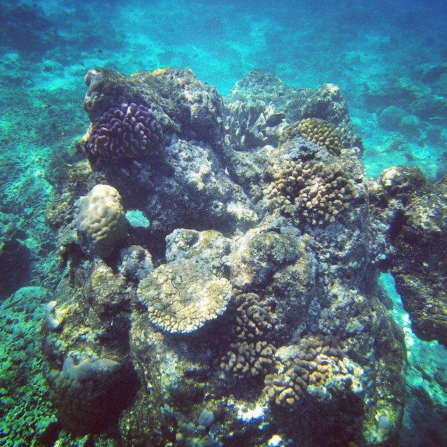 Coral reef – Gili Islands