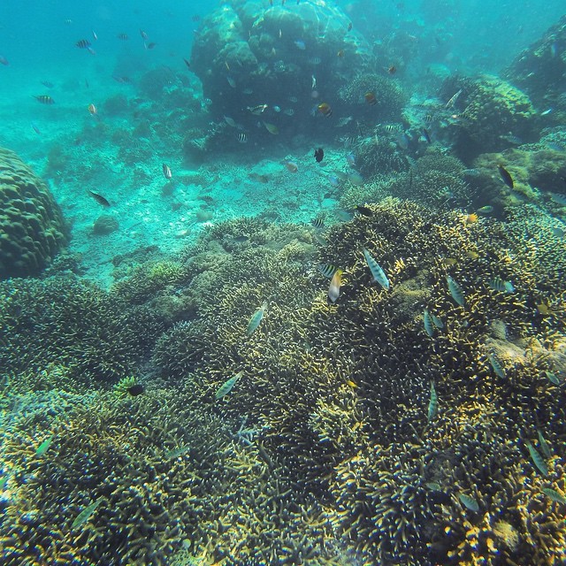 Loads of fish – Gili Islands