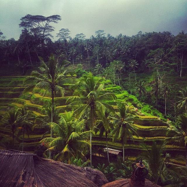 Rice terrace near Ubud