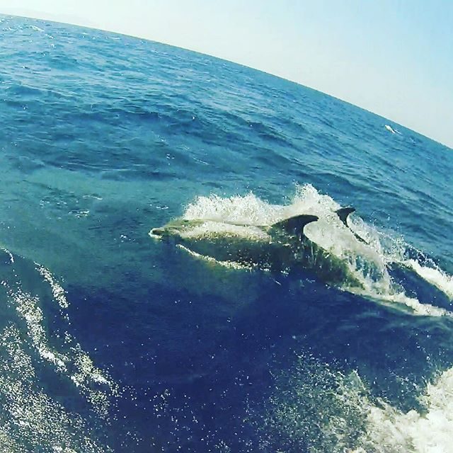 Dolphin spotting!